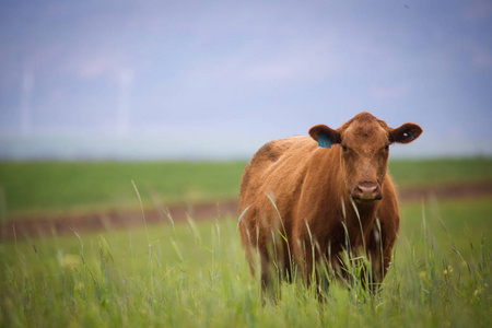 英南两雄对草地赞誉声薰巴西的简单介绍 英南两雄对草地赞誉声薰巴西的简单介绍